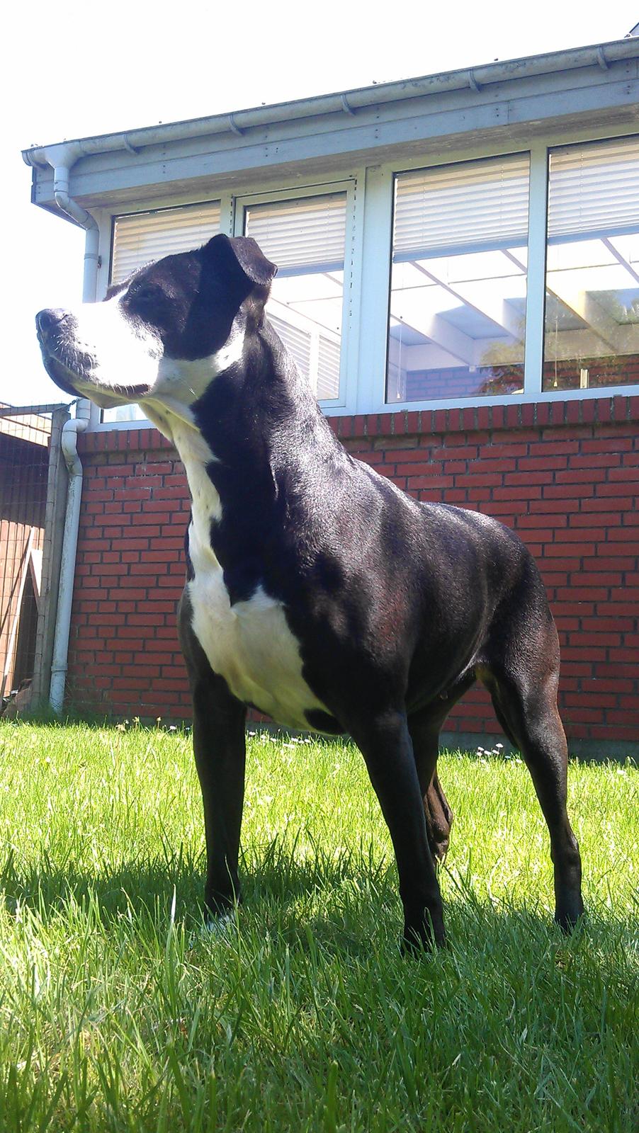 Amerikansk staffordshire terrier Diva - Hygge i haven:-) billede 19