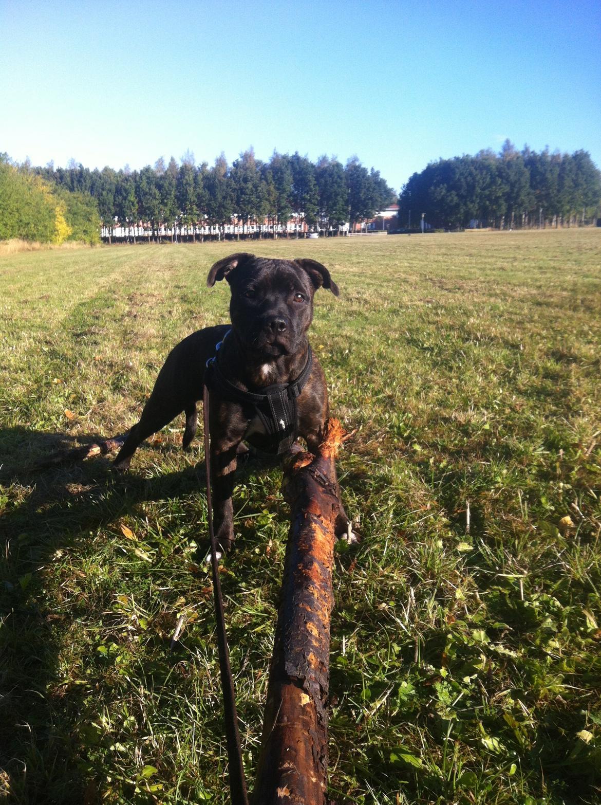 Staffordshire bull terrier Runstaffs Let's Rock Reggae billede 10