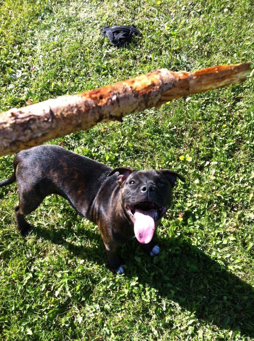 Staffordshire bull terrier Runstaffs Let's Rock Reggae billede 24