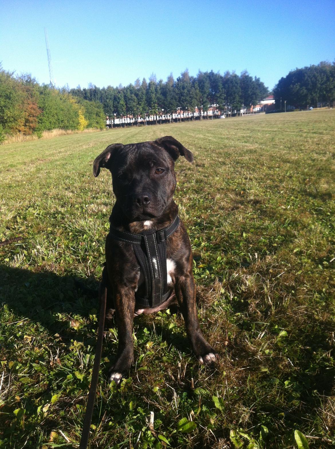 Staffordshire bull terrier Runstaffs Let's Rock Reggae billede 12