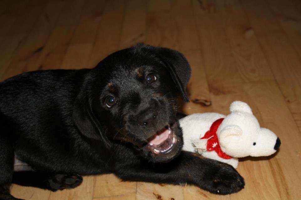 Blanding af racer Bane (*Bain*) billede 2