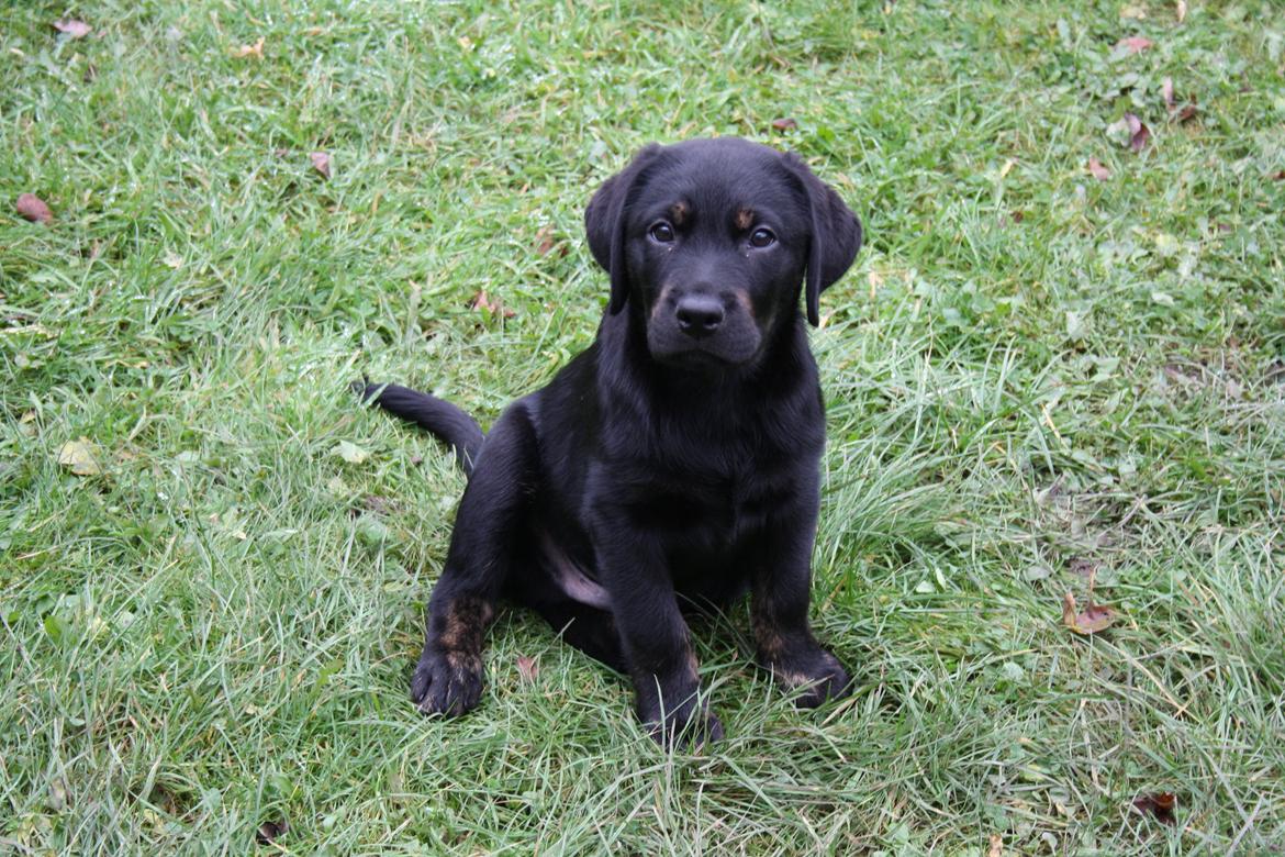 Blanding af racer Bane (*Bain*) billede 4