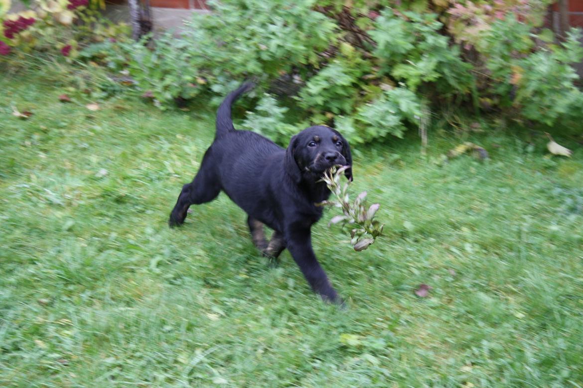 Blanding af racer Bane (*Bain*) billede 8