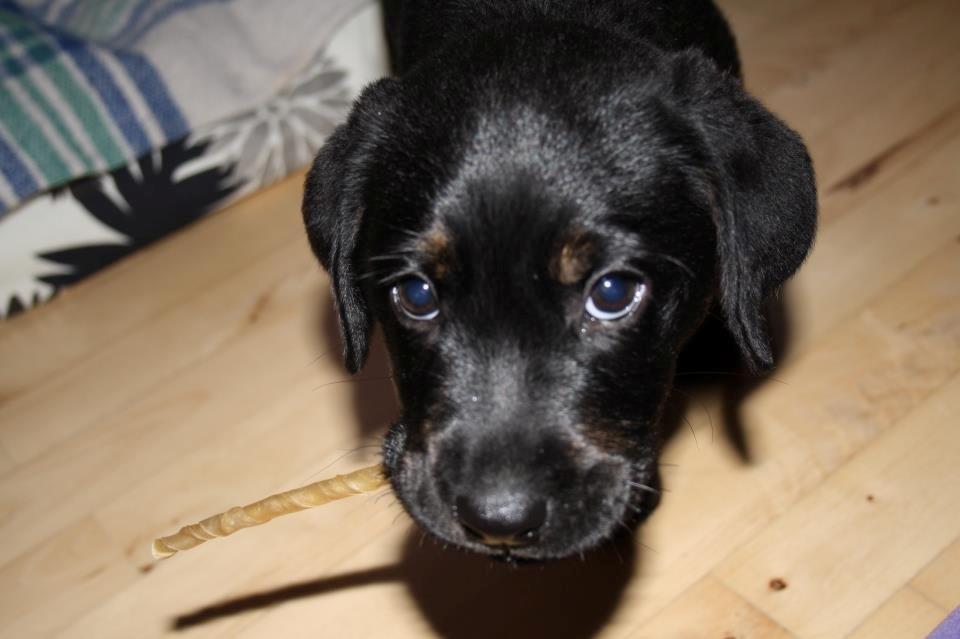 Blanding af racer Bane (*Bain*) billede 11