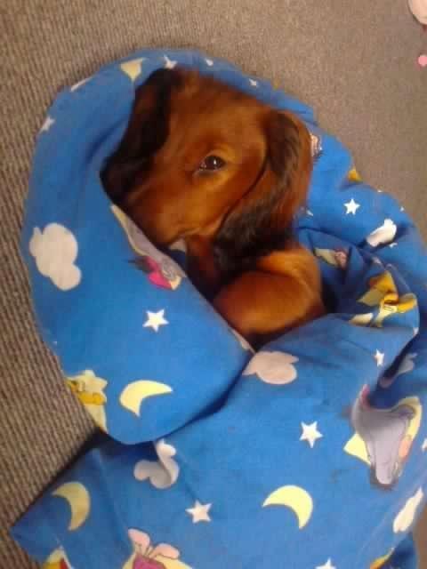 Dværggravhund Max billede 1