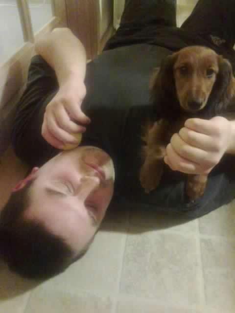 Dværggravhund Max billede 2