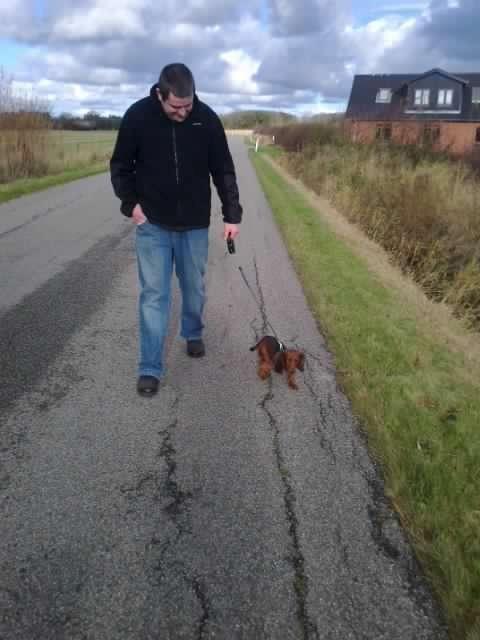 Dværggravhund Max billede 3