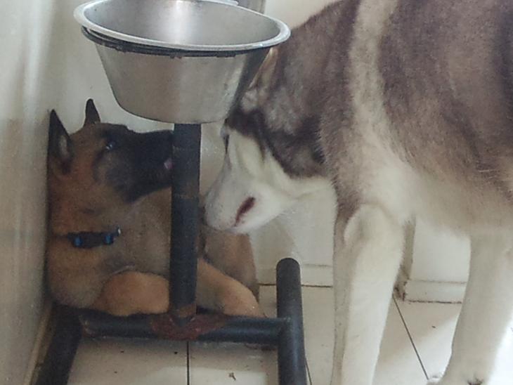 {{currentPhoto.altText}} billede {{currentPhoto.number}}