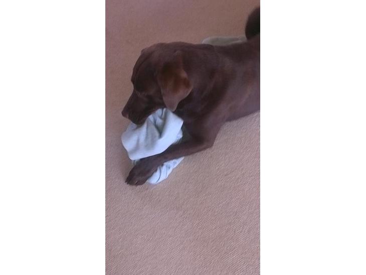 Labrador retriever Boogie billede 1