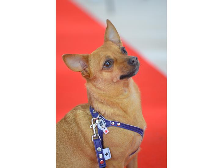Blanding af racer Chihuahua/Dværgpinscher *~ Paya ~* R.I.P - Hej allesammen - Velkommen til min profil, mit navn er Paya! :o) 

(På billedet sidder Paya model for www.canini.dk d. 07.10.12, med en lækker sele fra Buddy Belt) billede 1