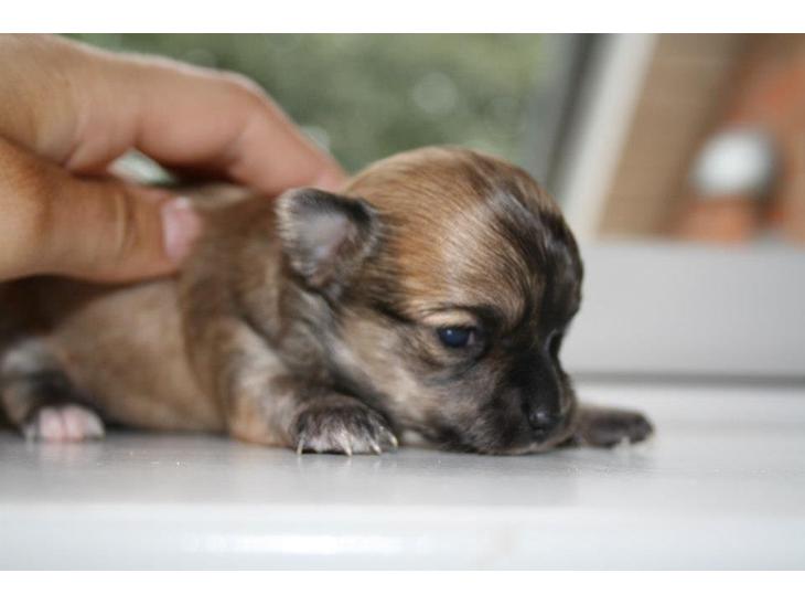 {{currentPhoto.altText}} billede {{currentPhoto.number}}