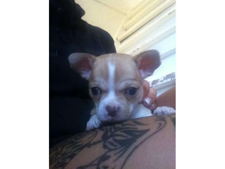 Chihuahua CHIHUAHUA OTTO billede 1