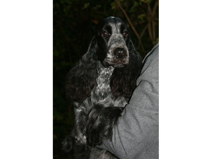 Cocker spaniel Diana - himmelhund - Diana 22 mdr billede 1