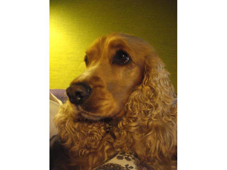 Cocker spaniel Bella (abeungen) - Kæledyr <3 billede 1