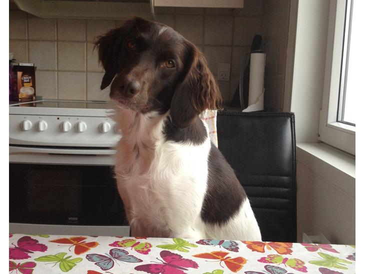 {{currentPhoto.altText}} billede {{currentPhoto.number}}