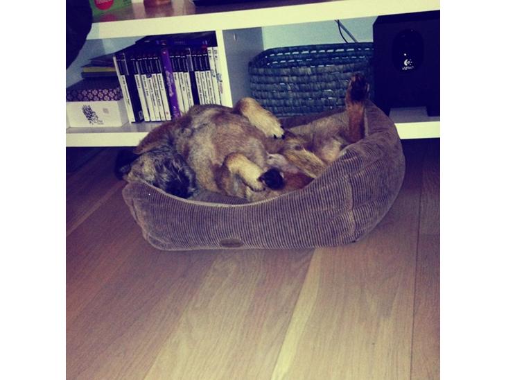 Border terrier Gizmo - Elsker dig hund!!!!<3 billede 1
