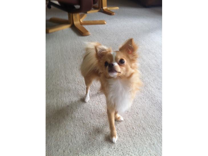 {{currentPhoto.altText}} billede {{currentPhoto.number}}