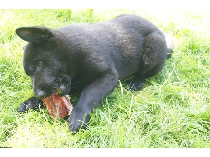 {{currentPhoto.altText}} billede {{currentPhoto.number}}