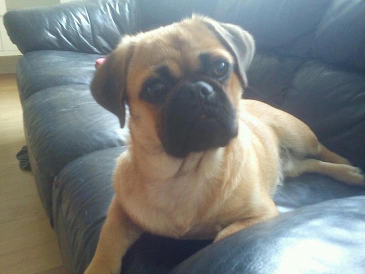 {{currentPhoto.altText}} billede {{currentPhoto.number}}