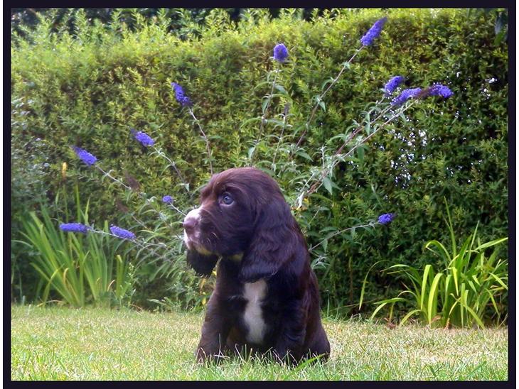 Cocker spaniel Emma - Emma 8 uger gammel. billede 1