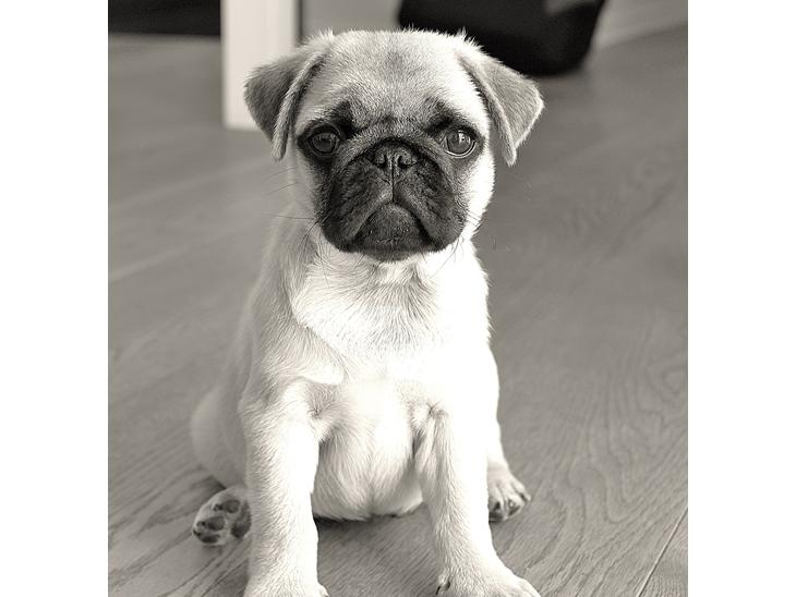 Mops Pascal - At være mops billede 1
