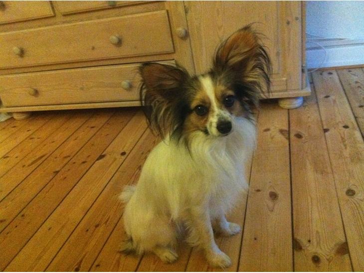 {{currentPhoto.altText}} billede {{currentPhoto.number}}