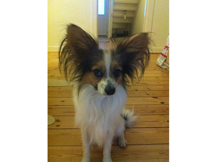 {{currentPhoto.altText}} billede {{currentPhoto.number}}