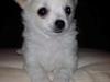 Chihuahua Malik