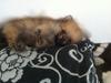 Pomeranian Viktor