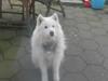 Samojedhund Nanoq