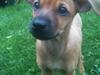Dvaergpinscher Pico