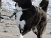 Karelsk bjørnehund Bella