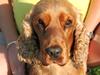Cocker spaniel Zika