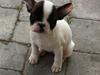 Fransk bulldog Freja