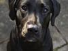 Blanding af racer Bell (labrador/boxer)