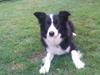 Border collie Charly