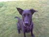Blanding af racer Lulu R.I.P [ Himmelhund]