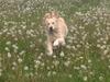 Golden retriever Kenzo