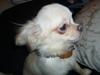 Chihuahua Ricko