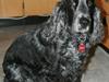 Cocker spaniel Klisterpapiret Sally B.  R.I.P 16.2.18