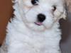 Coton de tulear Athena