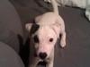 Jack russell terrier Jackie