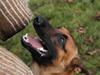 Malinois Nacho von der lausbuben