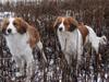 Kooikerhondje Arabella