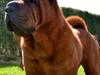 Shar pei MultiCH China Dream Bailey