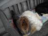 Yorkshire terrier Thilde