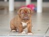 Dogue de bordeaux Cru Acajou Sad Man´s Tongue "Kjeld"