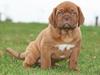 Dogue de bordeaux Cru Acajou Light A Way " LaLa"