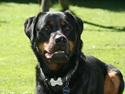 Rottweiler Victor