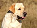 Labrador retriever Posters Yellow Moon (Ramses)
